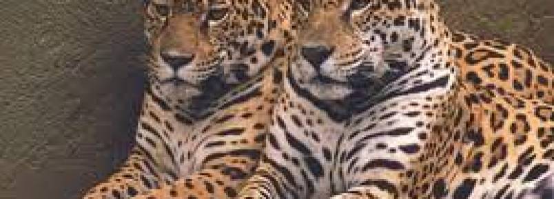 CPRH apresenta Centro de Triagem de Animais Silvestres de Pernambuco